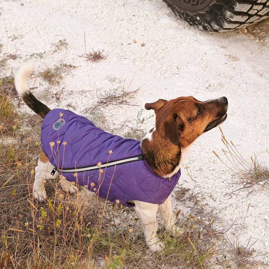 Одежда для собак жилеты — купить на OZON с быстрой доставкой