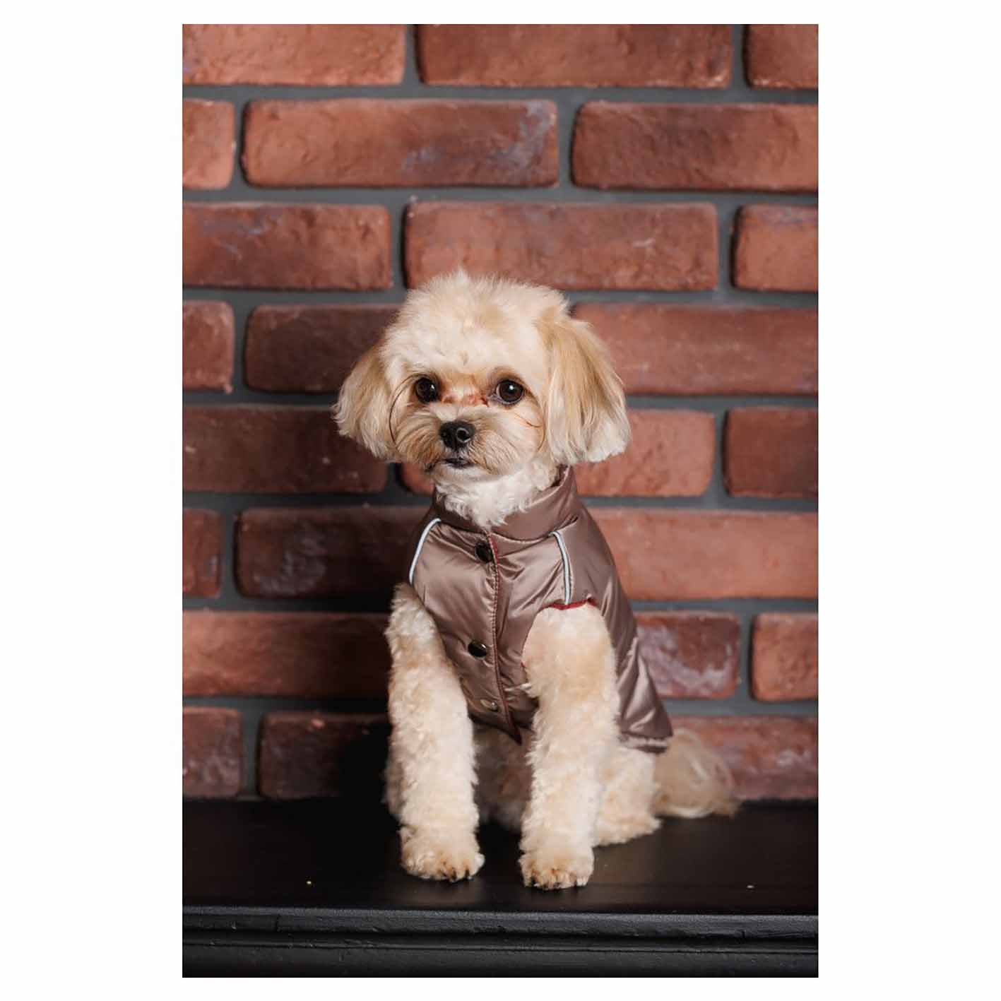 Жилет для собак Pet Fashion Hardy - Зображення 4