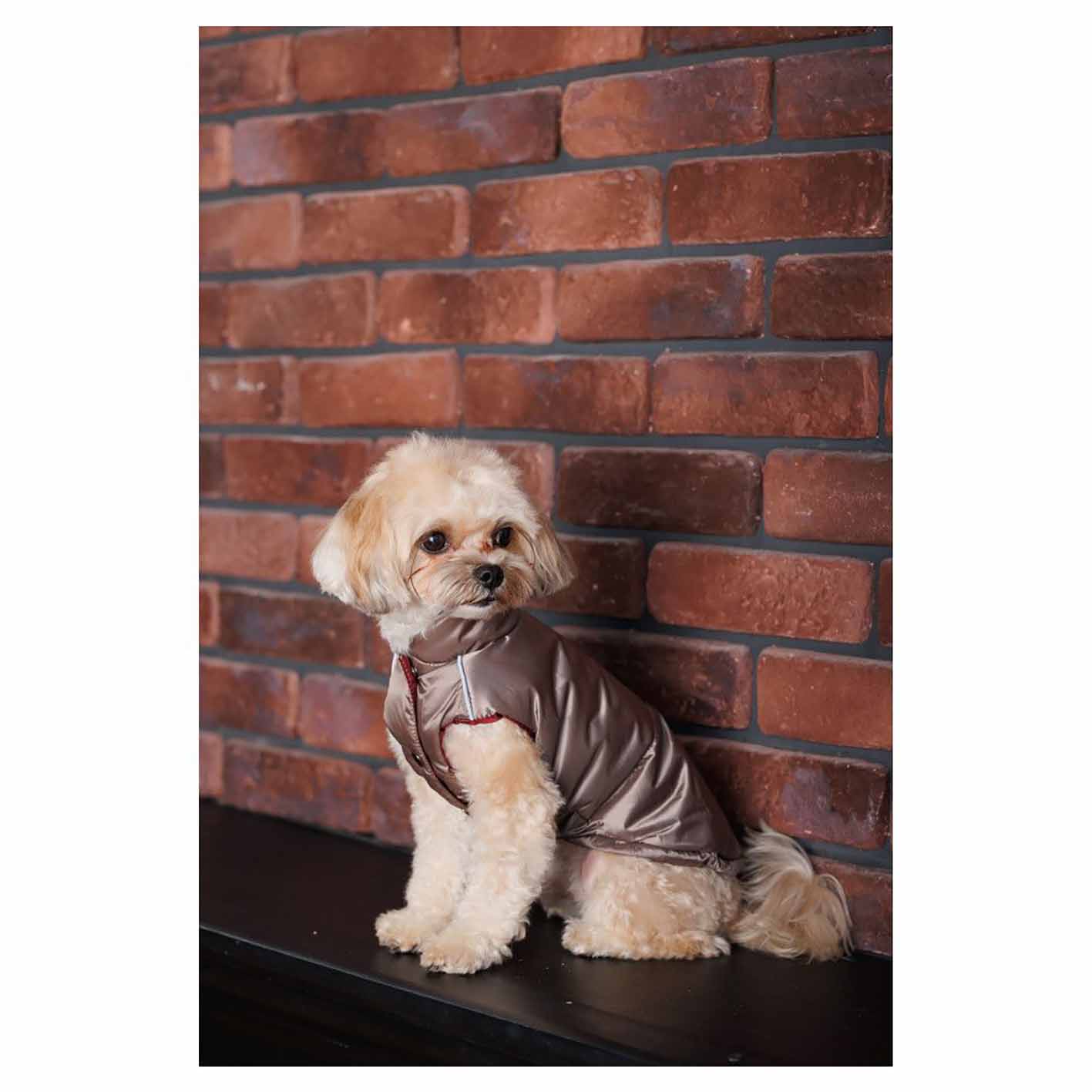 Жилет для собак Pet Fashion Hardy - Зображення 5